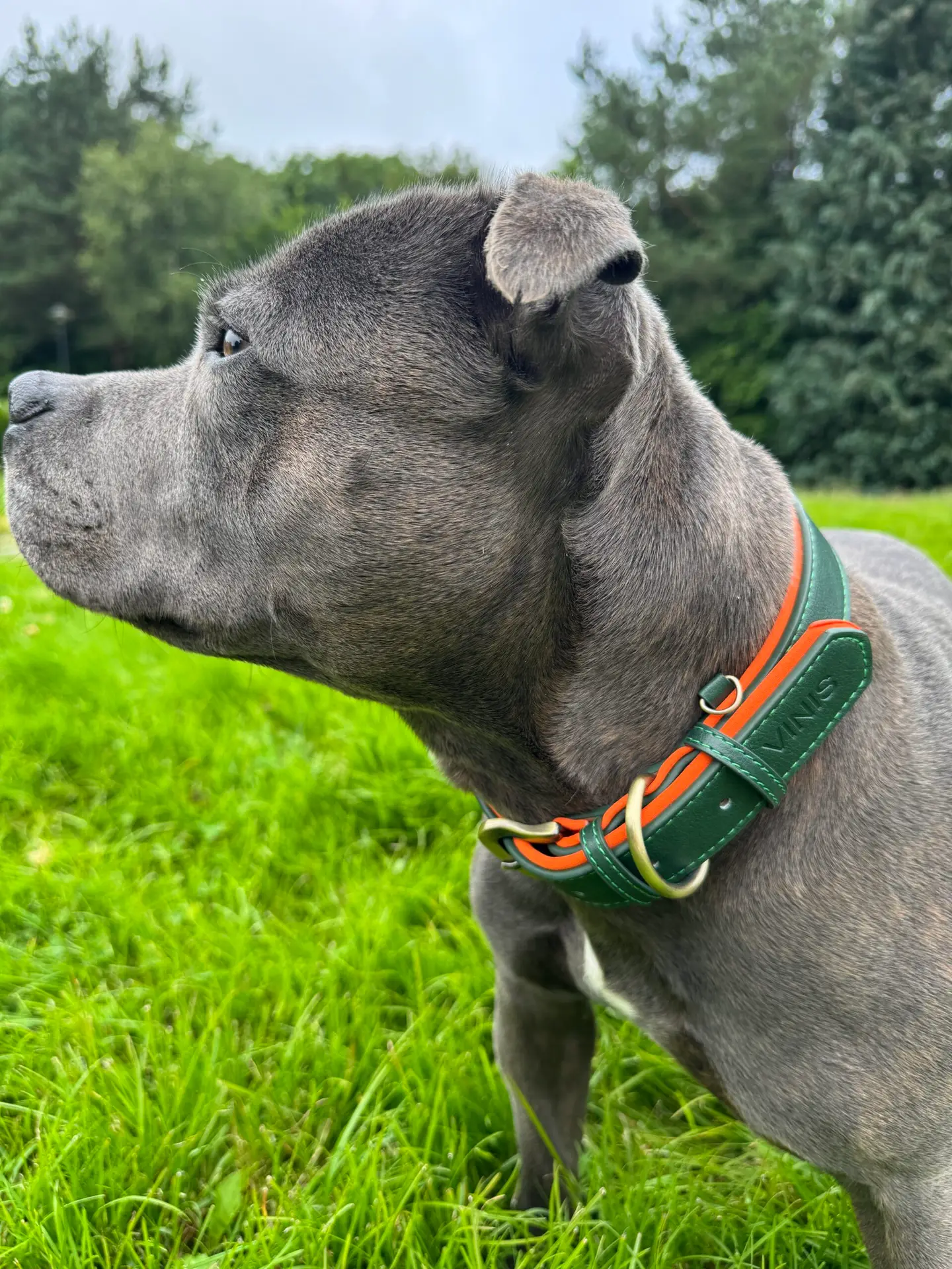 vinis leather sand collar vinis leather sand collar