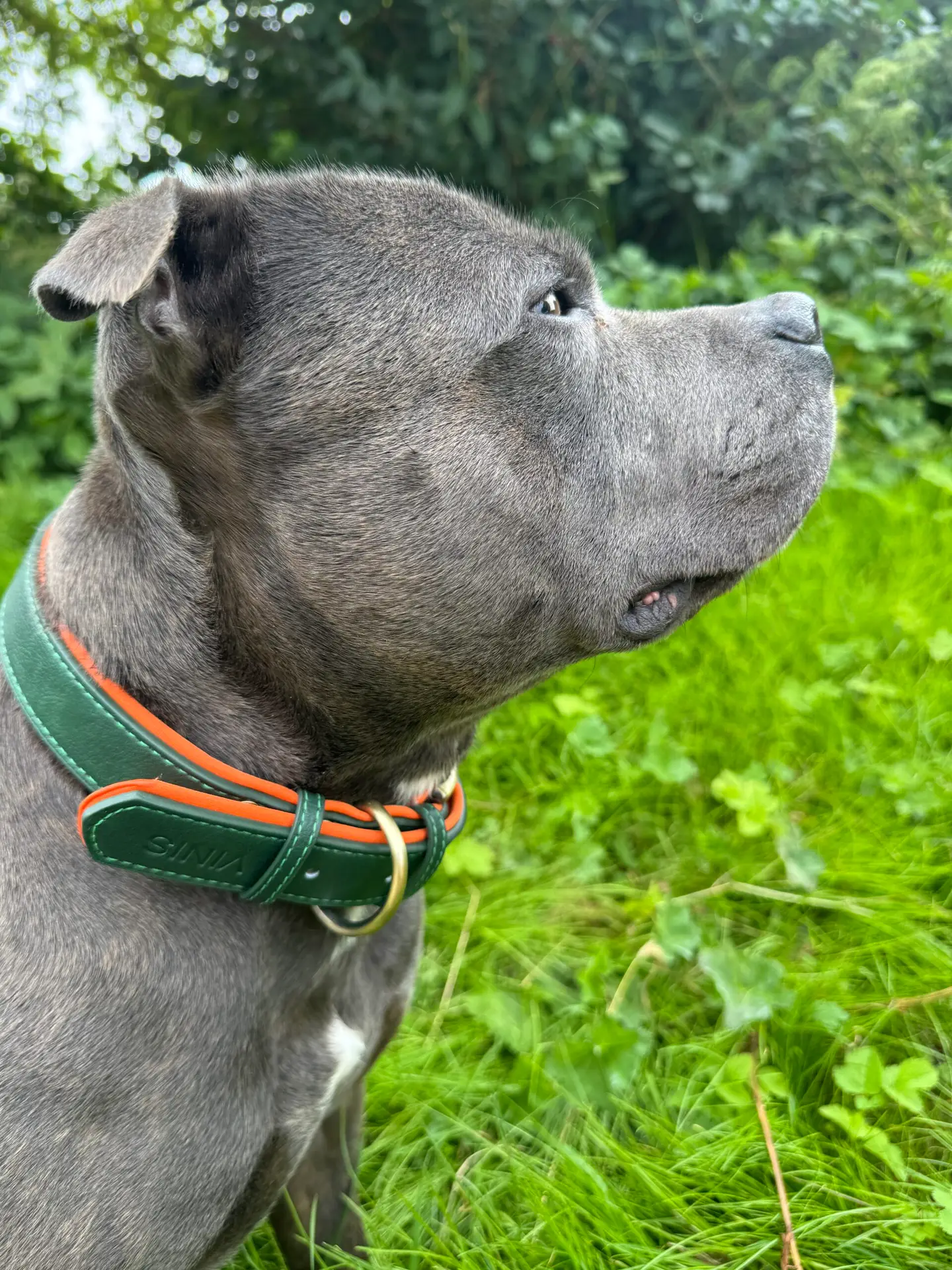 vinis leather sand collar vinis leather sand collar