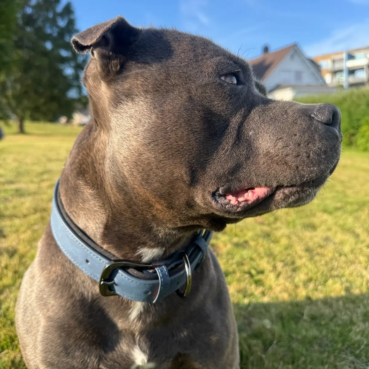 blue collar on vinis portrait blue collar on vinis portrait