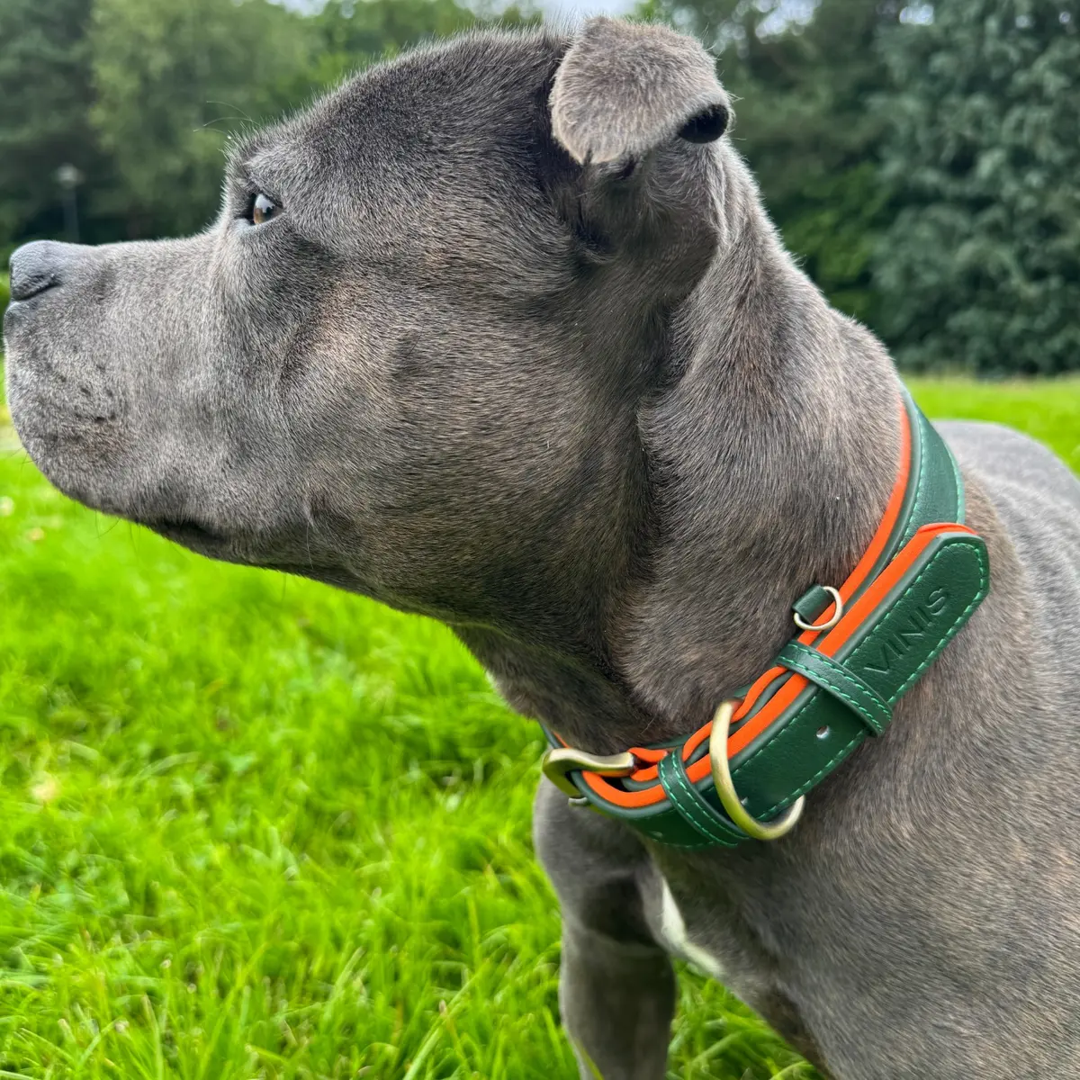 green collar on vinis side