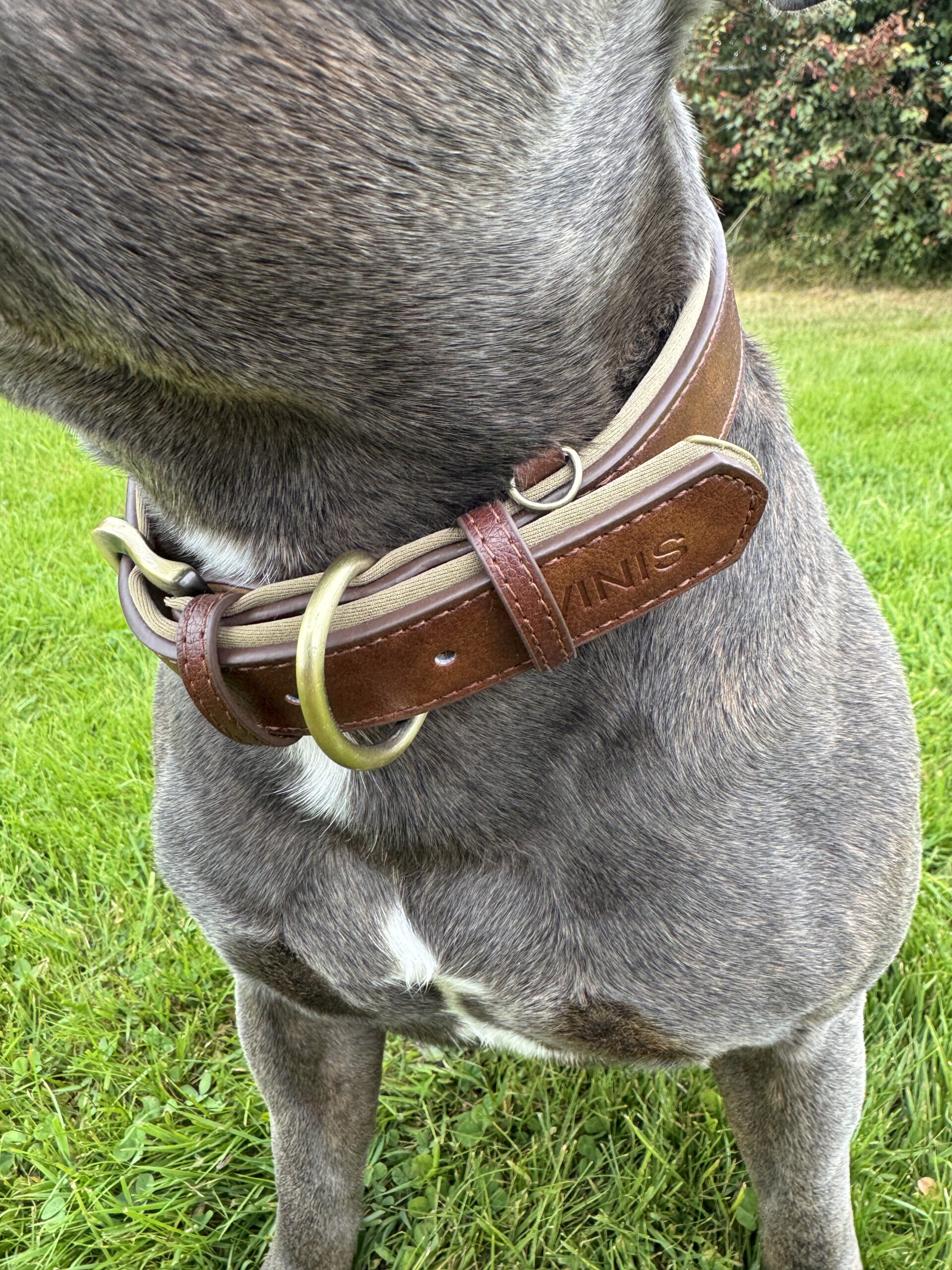 dog collar classic brown dog collar classic brown
