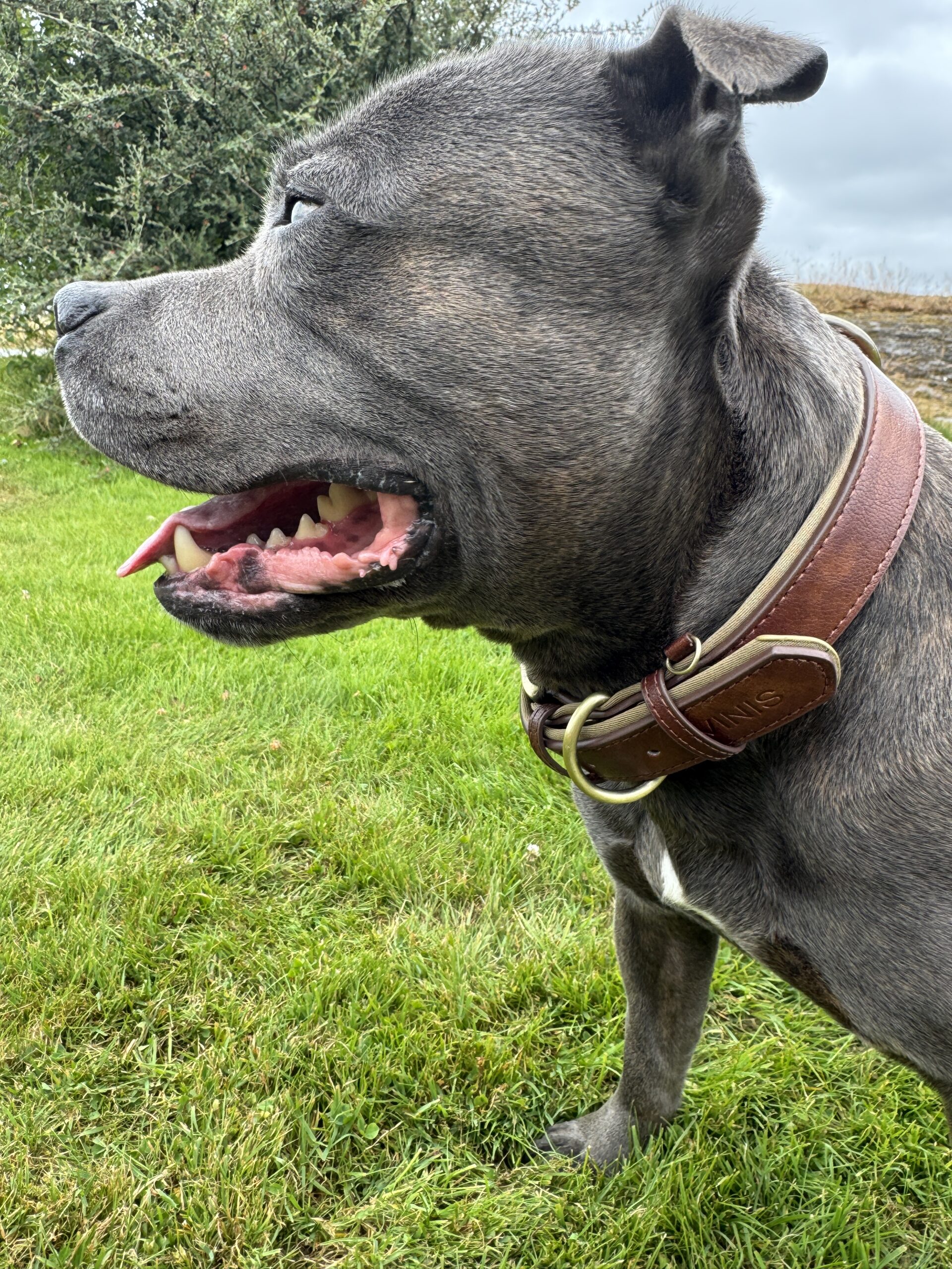 dog collar classic brown dog collar classic brown