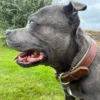 Vinis med brunt VINISDOG hundehalsbånd med gullfargede metalldetaljer, fotografert fra siden utendørs