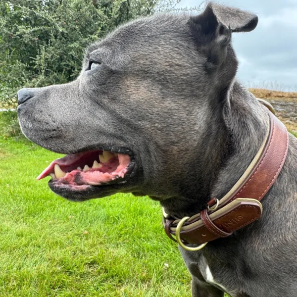 Vinis med brunt VINISDOG hundehalsbånd med gullfargede metalldetaljer, fotografert fra siden utendørs