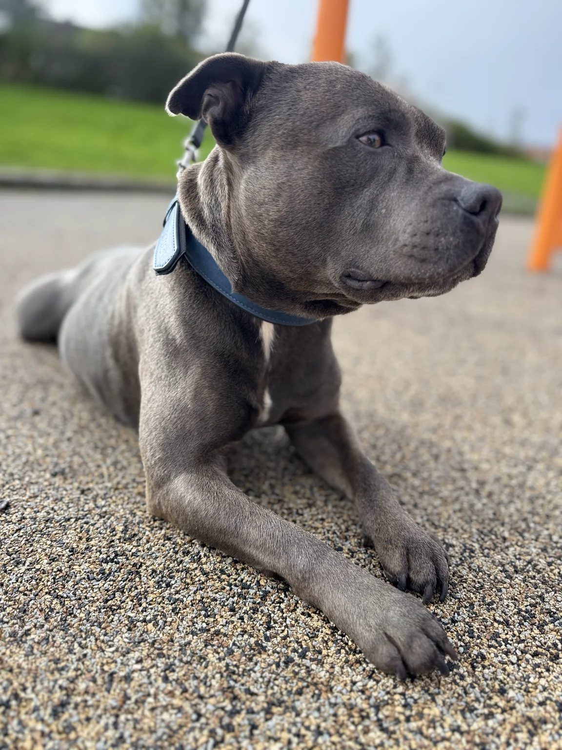 vinisdog vinis blue collar